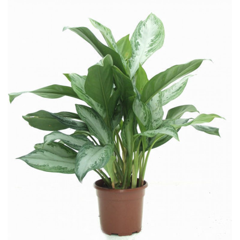 Аглаонема Silver Queen / Aglonema Silver Queen 50/15